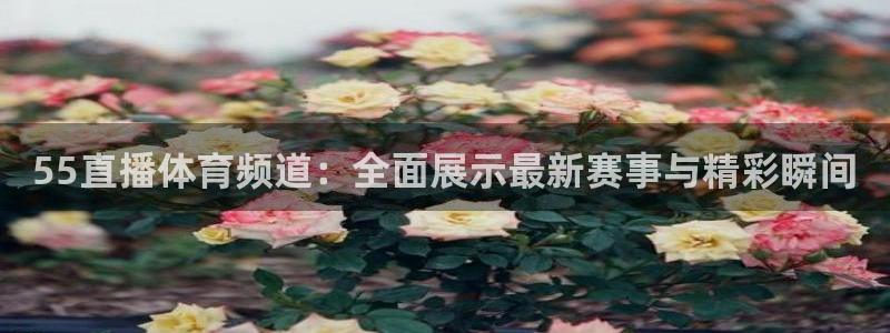 55直播体育频道：全面展示最新赛事与精彩瞬间